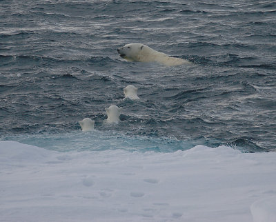 Polar Bear female with 3 first-year cubs swimming