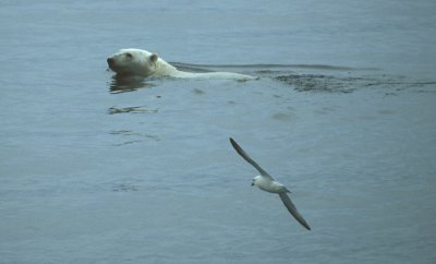 Polar Bear swimming with Fulmar