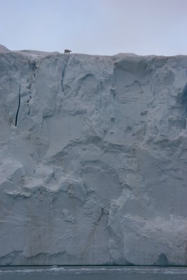 Polar Bear on glacier front