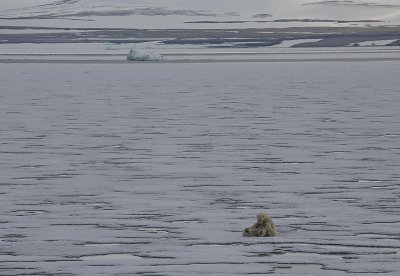 Polar Bear female suckling 2 first-year cubs OZ9W2102