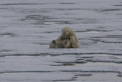 Polar Bear female suckling 2 first-year cubs OZ9W2103