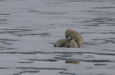 Polar Bear female suckling 2 first-year cubs