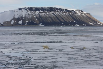 Polar Bear female with 2 first-year cubs on ice