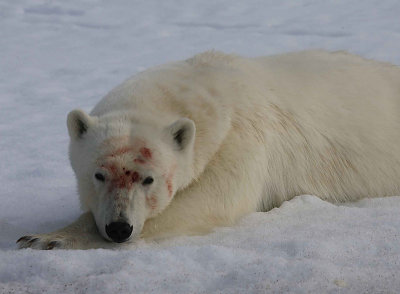 Polar Bear male alert OZ9W2445