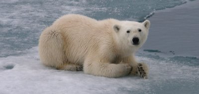 Polar Bear large cub 1