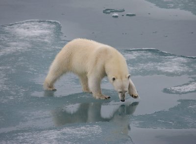 Polar Bear large cub OZ9W3366