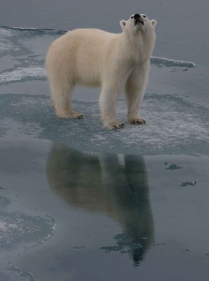 Polar Bear large cub OZ9W3369