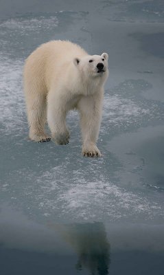 Polar Bear large cub OZ9W3380