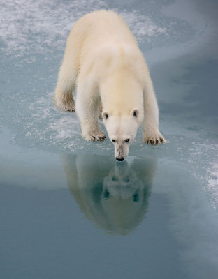Polar Bear large cub 2