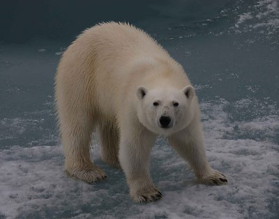 Polar Bear female OZ9W3425