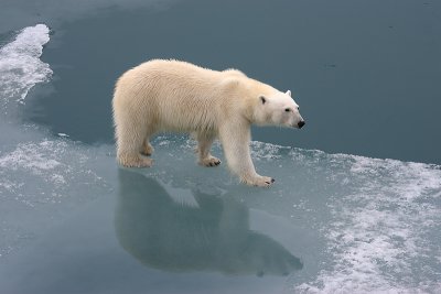 Polar Bear female OZ9W3431