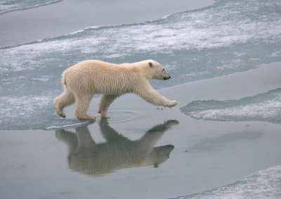 Polar Bear large cub OZ9W3454