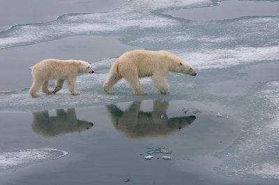 Polar Bear female with large cub on ice