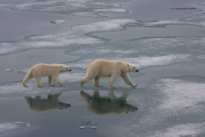 Polar Bear female with large cub