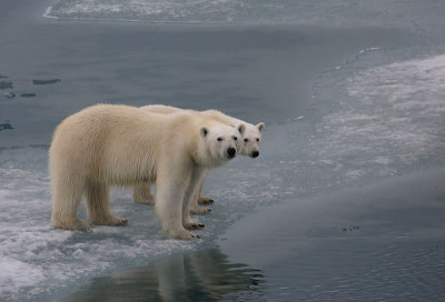 Polar Bear female with large cub OZ9W3473
