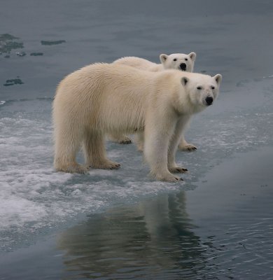 Polar Bear female with large cub OZ9W3475