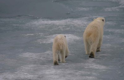 Polar Bear female with large cub going