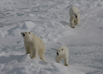 Polar Bear female with 2 large cubs OZ9W8550