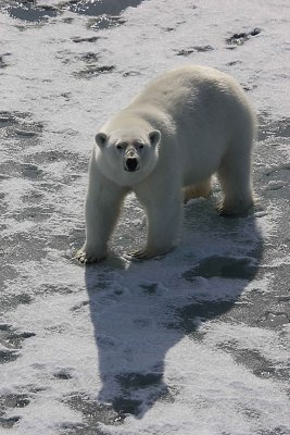 Polar Bear well-fed on ice OZ9W1839