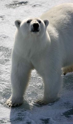 Polar Bear well-fed on ice OZ9W1842
