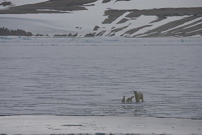 Polar Bear female with 2 first-year cubs OZ9W2072