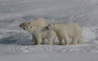 Polar Bear female with 2 large cubs 1