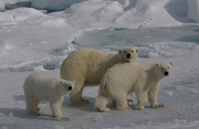 Polar Bear female with 2 large cubs OZ9W8616