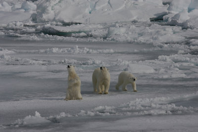 Polar Bear female with 2 large cubs OZ9W8658