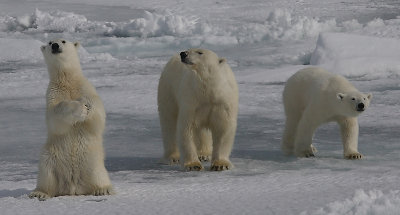 Polar Bear female with 2 large cubs 2