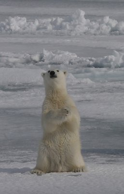 Polar Bear large male cub OZ9W8663a