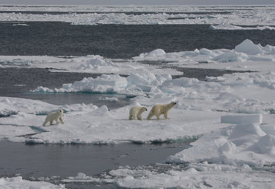 Polar Bear female with 2 large cubs OZ9W8684