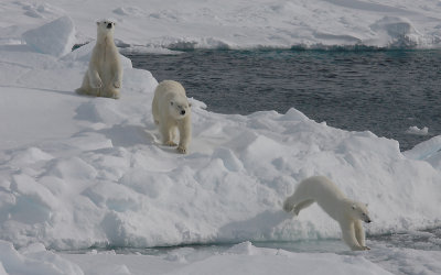 Polar Bear female with 2 large cubs OZ9W8708a