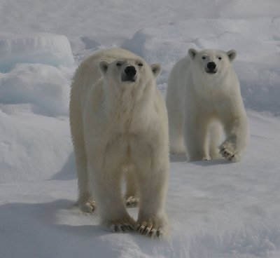Polar Bear female with large female cub OZ9W8721a