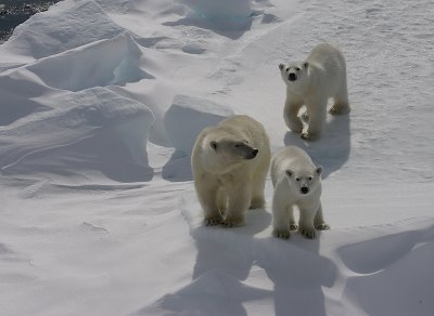 Polar Bear female with 2 large cubs OZ9W8830