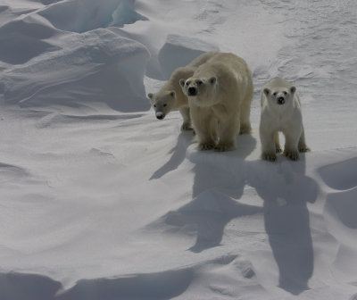 Polar Bear female with 2 large cubs on ice