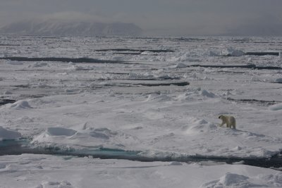 Polar Bear female on ice OZ9W8845