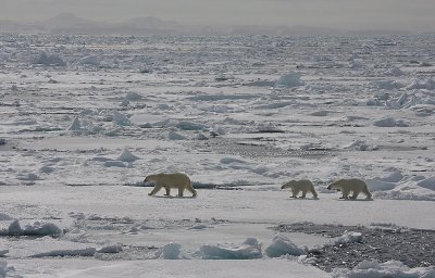 Polar Bear female with 2 large cubs OZ9W8876