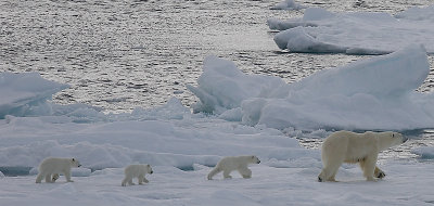 Polar Bear female with 3 first-year cubs 2