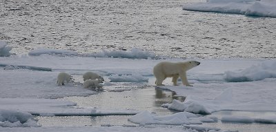 Polar Bear female with 3 first-year cubs OZ9W9089