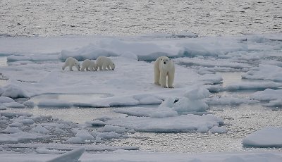 Polar Bear female with 3 first-year cubs OZ9W9096