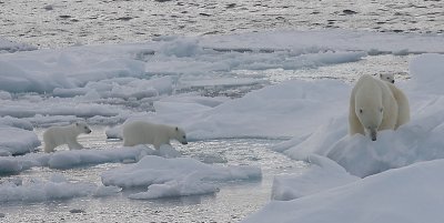 Polar Bear female with 3 first-year cubs OZ9W9097