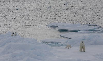 Polar Bear female with 3 first-year cubs OZ9W9107