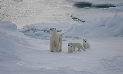 Polar Bear female with 3 first-year cubs OZ9W9110