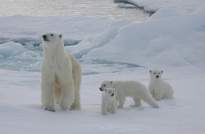 Polar Bear female with 3 first-year cubs OZ9W9110a