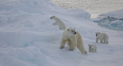 Polar Bear female with 3 first-year cubs OZ9W9112