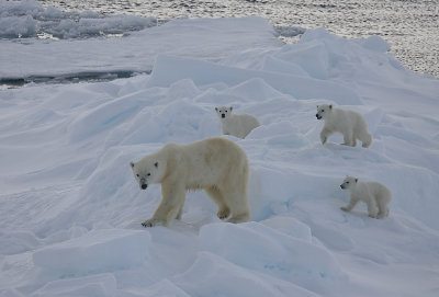 Polar Bear female with 3 first-year cubs OZ9W9114