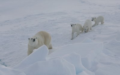Polar Bear female with 3 first-year cubs OZ9W9118