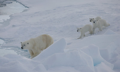 Polar Bear female with 3 first-year cubs OZ9W9119
