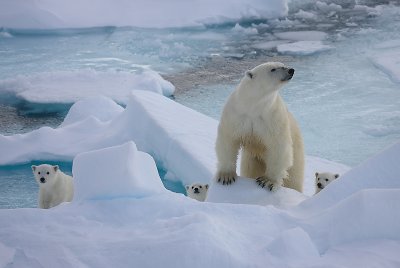 Polar Bear female with 3 first-year cubs 1