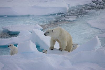 Polar Bear female with 3 first-year cubs OZ9W9127